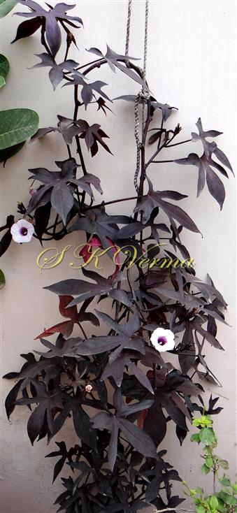  Plant